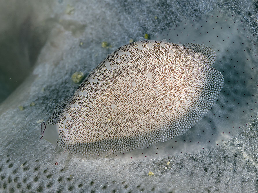 Procalpurnus lacteus
